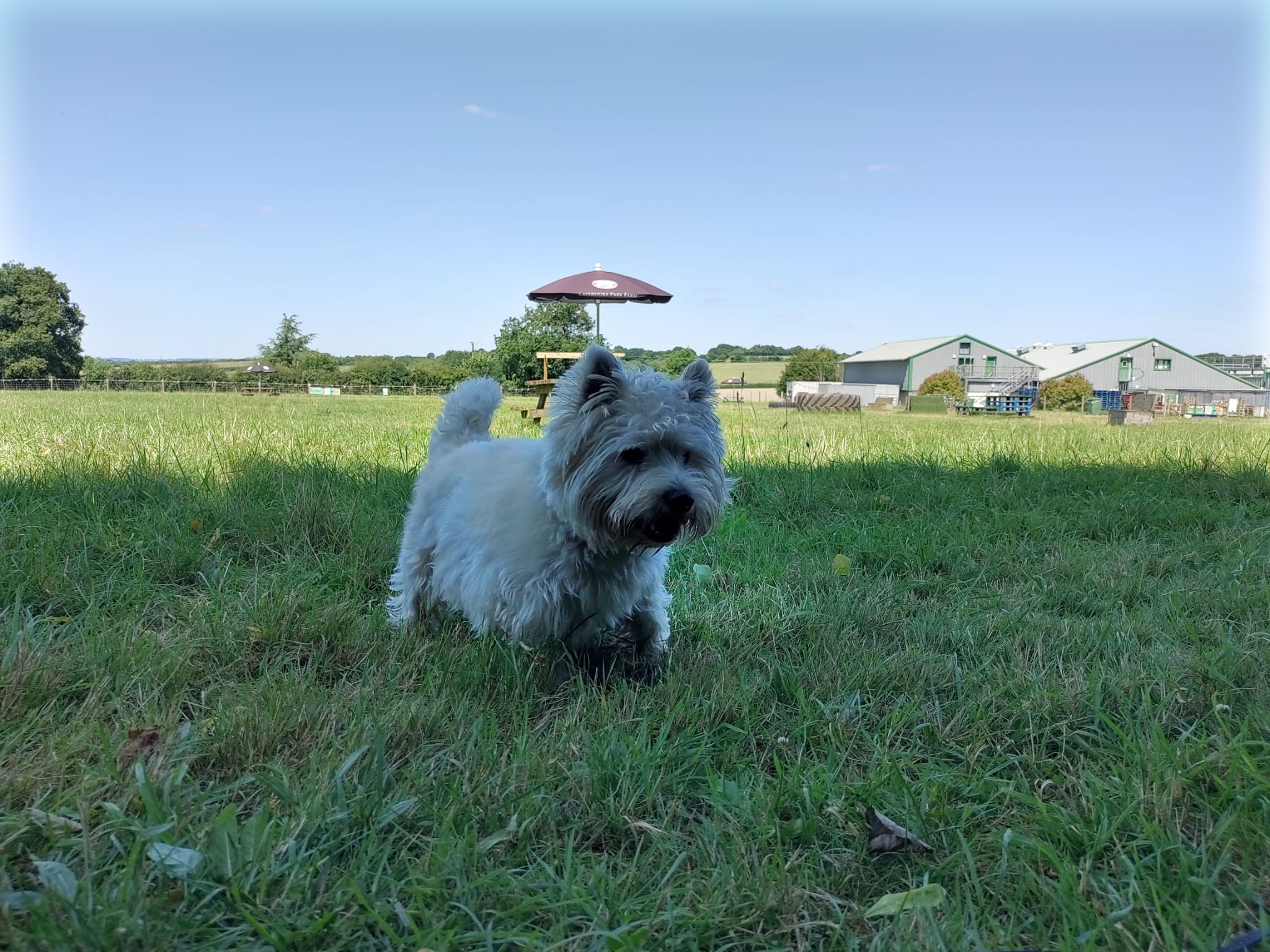 T&T Pet Field and Cafe to host dog show and fete