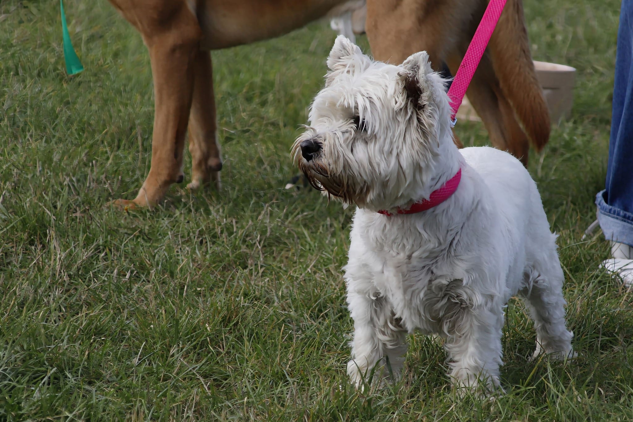 Christmas Market at T&T Pet Field and Café This Saturday