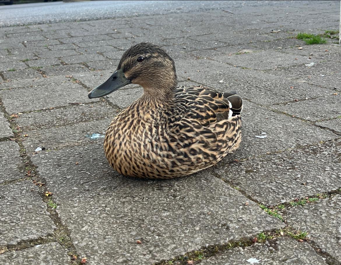 Tragic Loss of Overton Duck Sparks Calls for Caution on Village Roads